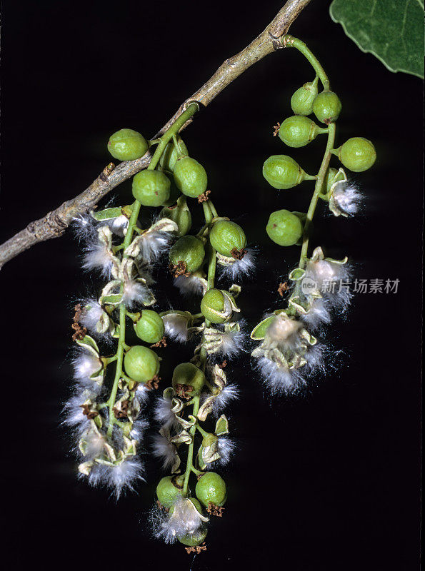 白杨(Populus fremontii)，通常被称为弗雷姆蒙特的白杨，是一种白杨(因此也是一种杨树)，原产于美国西南部和墨西哥中部北部的河岸地带。加州约洛县的Cache Creek。水果和种子。